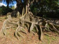 Weit verzweigtes Wurzelwerk am Australischen Banyan Baum - Ponta Delgada - São Miguel